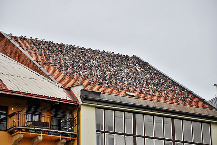 A2B Pest Control are able to install spikes to deter birds from roofs in Putney. 