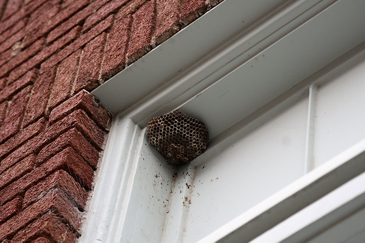 We provide a wasp nest removal service for domestic and commercial properties in Putney.